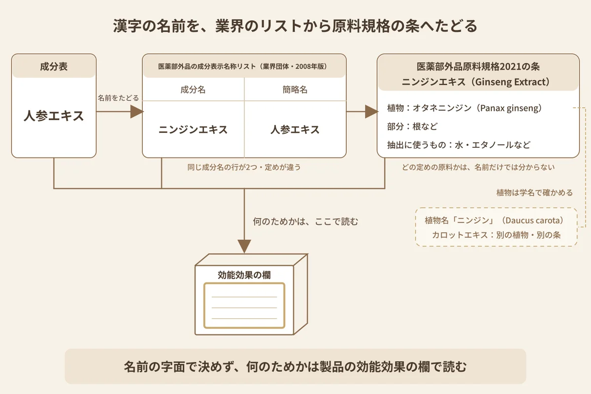 人参エキスという成分表の名前を、業界団体のリストから原料規格の条までたどる図解。頭皮に使う薬用育毛剤で、入っている目的を読む場所も示している。最上部の見出しは「漢字の名前を、業界のリストから原料規格の条へたどる」。左から右へ、3つのコマが横に続く。左のコマは「成分表」と記した無地の札で、中に「人参エキス」。そこから出る矢印に「名前をたどる」の添え書きがある。中央のコマは表の1行を描いた線画。上に「医薬部外品の成分表示名称リスト（業界団体・2008年版）」と記されている。列の見出しは「成分名」と「簡略名」、中身は「ニンジンエキス」と「人参エキス」。表の下に、「同じ成分名の行が2つ・定めが違う」の1行が添えてある。次の矢印の先の右のコマは、「医薬部外品原料規格2021の条」と題したカード。カード名は「ニンジンエキス（Ginseng Extract）」。中には「植物：オタネニンジン（Panax ginseng）」「部分：根など」、「抽出に使うもの：水・エタノールなど」が並ぶ。カードの下には、「どの定めの原料かは、名前だけでは分からない」の1行がある。植物の行からは細い点線が下へのび、「植物は学名で確かめる」の添え書きがある。その先の淡い色の小カードには、「植物名「ニンジン」（Daucus carota）」と「カロットエキス：別の植物・別の条」の2行。いちばん下には文字のない箱の線画がある。側面の「効能効果の欄」の枠だけが強調され、中は空白の罫線。3つのコマから箱へ下りる矢印に、「何のためかは、ここで読む」の添え書き。下端の帯の結論は「名前の字面で決めず、何のためかは製品の効能効果の欄で読む」。植物の絵や効能の言葉、量を示す数値は入っていない。