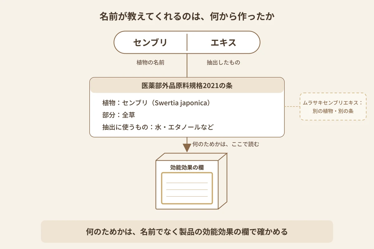 センブリエキスという名前から分かることと、頭皮に使う薬用育毛剤に入っている目的をどこで読むかを示した図解。いちばん上の見出しは「名前が教えてくれるのは、何から作ったか」。横長の名札が縦の線で「センブリ」と「エキス」に分かれ、それぞれの下に「植物の名前」「抽出したもの」と添えてある。名札から下へ1本の線が、「医薬部外品原料規格2021の条」のカードへつながる。カードの中には「植物：センブリ（Swertia japonica）」「部分：全草」「抽出に使うもの：水・エタノールなど」の3行がある。カードの右脇には、細い点線でつながった淡い色の小さなカード「ムラサキセンブリエキス：別の植物・別の条」がある。下には、文字のない箱の線画があり、側面に中身が空白の「効能効果の欄」の枠が強調されている。カードから箱へ向かう矢印に「何のためかは、ここで読む」と添えてある。下端の結論は「何のためかは、名前でなく製品の効能効果の欄で確かめる」。植物の絵、効能の言葉、配合量の数値は描かれていない。